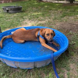 HANK, Redbone Coonhound, adult, available for adoption