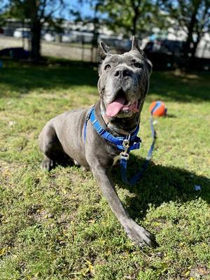 CALI, Cane Corso Mastiff, adult, available for adoption