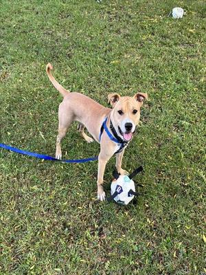 A light brown dog wearing a blue harness and leash, standing on a grassy field with a black and white soccer ball at its feet.