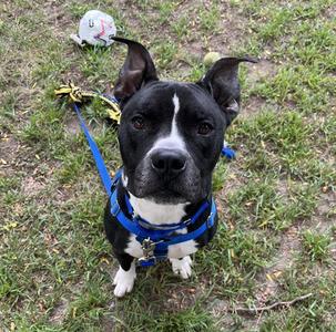 RITTER, Pit Bull Terrier, adult, available for adoption