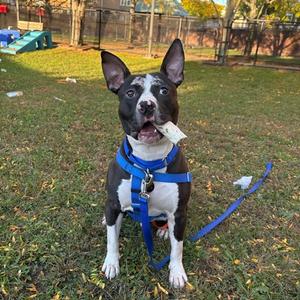 A black and white dog wearing a blue harness and leash, sitting on grass in a yard.