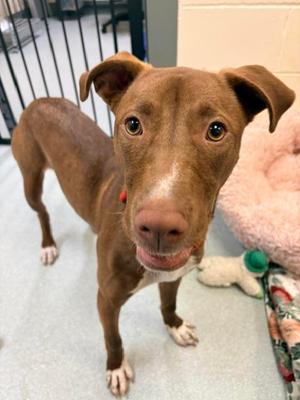 NYLA, Labrador Retriever, young, available for adoption