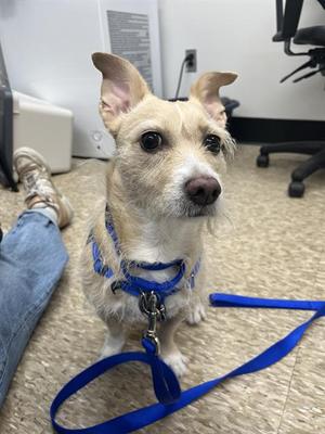 CHLOE, Cairn Terrier / Chihuahua, adult, available for adoption