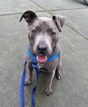 ROMEO, Pit Bull Terrier, senior, available for adoption