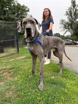 KANE, Great Dane, adult, available for adoption