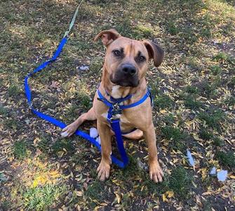 A brown dog wearing a blue harness and leash, sitting on grass with fallen leaves.