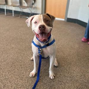 A happy dog with a white and brown coat, wearing a blue harness and leash, sitting on a carpeted floor.