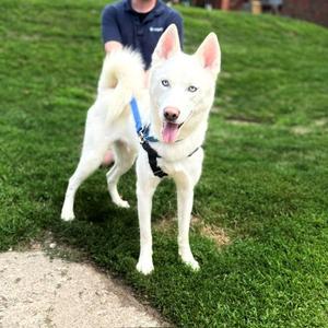 BALTIMORE, Siberian Husky, adult, available for adoption