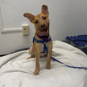 A small brown dog wearing a blue harness and leash, sitting on a white blanket.