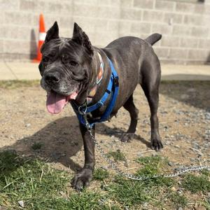 CALI, Cane Corso Mastiff, adult, available for adoption