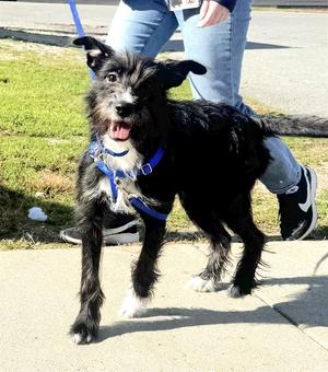 EUNICE, Poodle (Standard) / Pit Bull Terrier, young, available for adoption