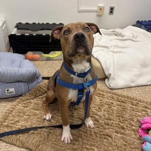 SONAR, Pit Bull Terrier, young, available for adoption