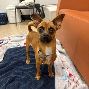 FUNGUS, Chihuahua, young, available for adoption