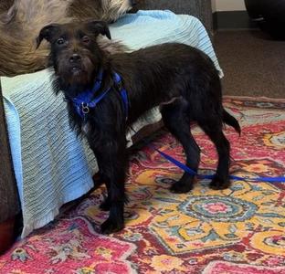 DOTTIE, Poodle (Standard) / Pit Bull Terrier, young, available for adoption