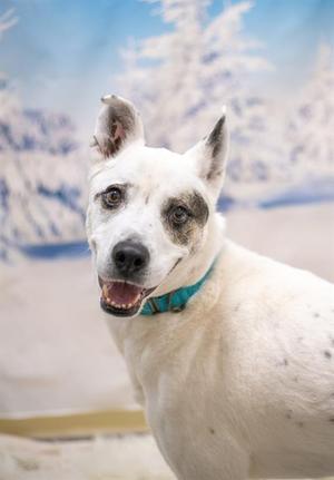 MAX, Siberian Husky, senior, available for adoption