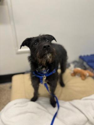 ETTA, Poodle (Standard) / Pit Bull Terrier, young, available for adoption