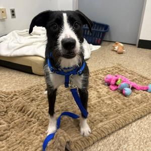 FLORENCE, Poodle (Standard) / Pit Bull Terrier, young, available for adoption