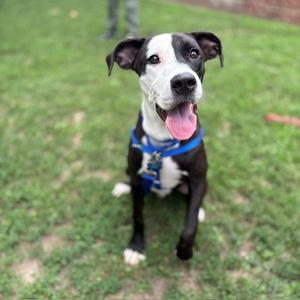 MARSHALL, Labrador Retriever / Pit Bull Terrier, young, available for adoption
