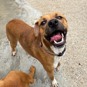 Aedion, Mixed Breed (Medium), adult, available for adoption