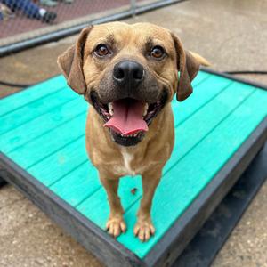 Bartons, Mixed Breed (Medium), adult, available for adoption