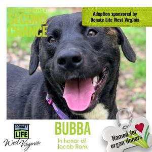 Bubba fka Bubblegum, Mixed Breed (Large), adult, available for adoption