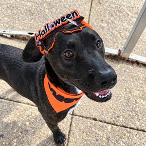 Bubba fka Bubblegum, Mixed Breed (Large), adult, available for adoption