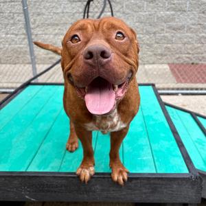 Banjo, Mixed Breed (Medium), adult, available for adoption