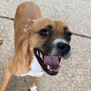 Aelin, Mixed Breed (Medium), adult, available for adoption