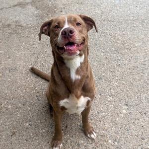 Bender, Mixed Breed (Large), adult, available for adoption