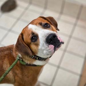 Ace, Mixed Breed (Large), adult, available for adoption