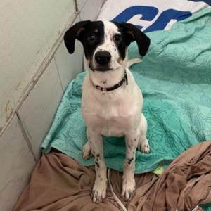 Adore Delano, Mixed Breed (Large), available for adoption
