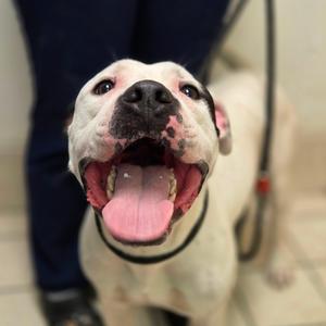Big Rig, Mixed Breed (Large), adult, available for adoption