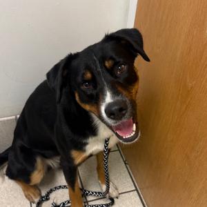 Bunky, Mixed Breed (Medium), adult, available for adoption