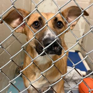Avril Lavigne, Mixed Breed (Large), adult, available for adoption