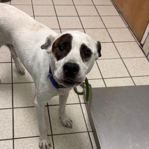 A white dog with black patches on its face and ears, wearing a blue collar and a green leash, standing on a tiled floor.