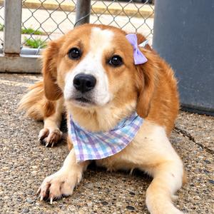 Ally Sheedy, Mixed Breed (Medium), adult, available for adoption