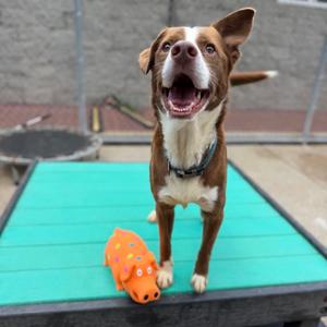 Apollo the 2nd, Mixed Breed (Large), adult, available for adoption
