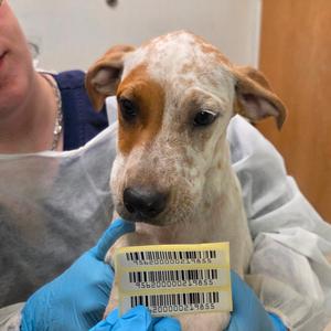 Aunt Petunia, Mixed Breed (Medium), available for adoption