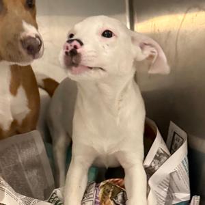 Blingy, Mixed Breed (Medium), available for adoption