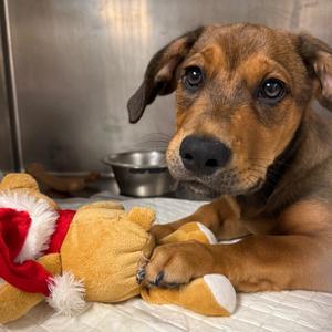 Carl Gallagher, Mixed Breed (Small), available for adoption