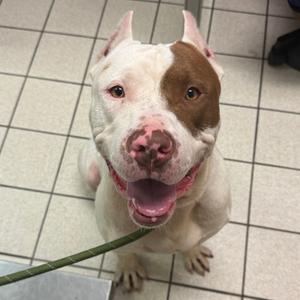 Bronson, Mixed Breed (Large), adult, available for adoption