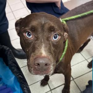 Brutus, Mixed Breed (Medium), adult, available for adoption