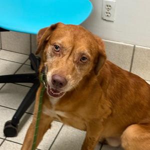 Braxton, Mixed Breed (Medium), adult, available for adoption