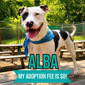 Alba, Mixed Breed (Medium), adult, available for adoption