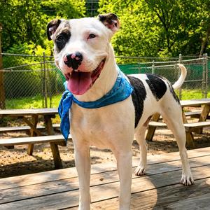 Alba, Mixed Breed (Medium), adult, available for adoption