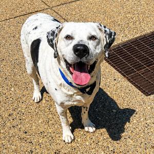 Archie, Mixed Breed (Large), adult, available for adoption