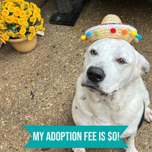Archie, Mixed Breed (Large), adult, available for adoption