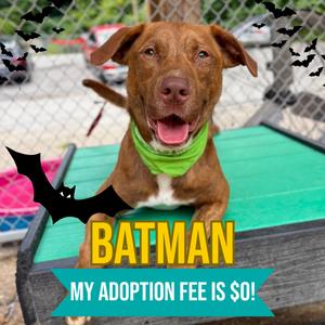 Batman, Mixed Breed (Medium), adult, available for adoption