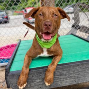 Batman, Mixed Breed (Medium), adult, available for adoption