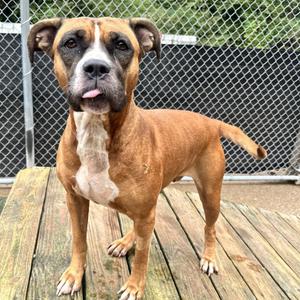 Ava Bug, Mixed Breed (Large), adult, available for adoption
